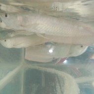 ikan arwana silver braazil