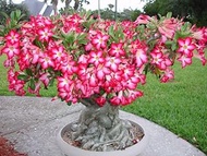 20 Stück Adenium Obesum Desert Rose Blumensamen: Package Contain Seeds