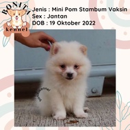 Terbaru Jual Anjing Mini Pom Super Mini Pom Stambum Jantan Minipom