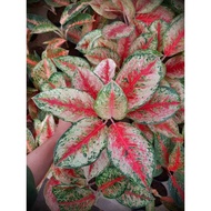 AGLONEMA SWEAT DREAM/TANAMAN HIAS AGLAONEMA (Aglaonema/Srirejeki)