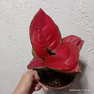 Aglaonema Different Varieties