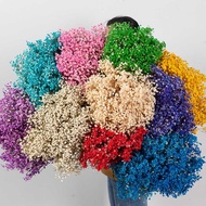 Gypsophila Cloud South Straight Hair Immortal Flower Gypsophila 5g Gypsophila Dried Flower Bouquet
