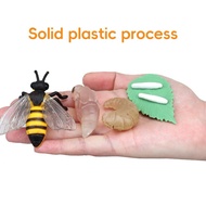 YOUNGSTAR Educational Life Cycle Toys Realistic Animal Models Collection Insect Frog Spider Ducks Ge