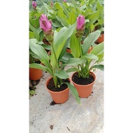 Curcuma Tulip Siam real live outdoor plant 姜荷花 anak pokok bunga hidup hiasan rumah luaran