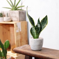 【室內盆栽】虎尾蘭盆栽  觀葉植物 綠化 盆栽 開幕送禮 禮物