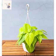 Golden heart betel nut, neon betel nut