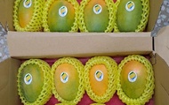 【芒果界的LV--小萌夏雪芒果 4.2斤手提盒裝x2盒(A級中小果)】外表金黃討喜 果肉濡軟香甜又細緻
