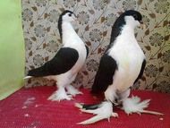 TELUR TETAS MERPATI LAHORE