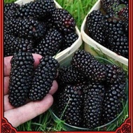 Easy to grow up 100 Seeds/pack Dwarf Mulberry Fruit Seeds Sweet Mulberry Seeds for Planting Edible B