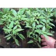 Basil/selasih Leaf Plant
