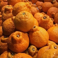 bibit jeruk dekopon sudah berbuah live werlpu 2703vo