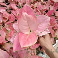 - aglonema super pink catrina dewasa daun 8-9-10-11++ !!