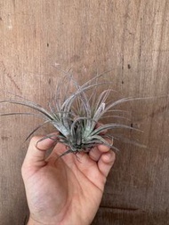 空氣草 空氣鳳梨 福果×香檳 Tillandsia ionantha fuego x chiapensis
