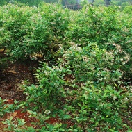 Chandler Blueberry Garden Big Fruit Seedling Pot Planting Ground Fruit Seedling Base Planting Yearly Fruit Blueberry Seedlings