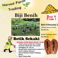 Biji Benih Betik Sekaki 10pcs Carica papaya seed benih Betik Hong Kong benih buah bibit betik benih carica papaya seeds