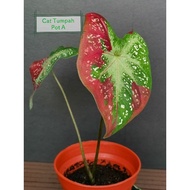 Keladi Caladium Thai Hybrid Cat Tumpah / Red Beret