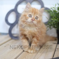 Kucing Persia Longhair Kitten Oren Anak Kucing