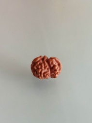 Rudraksha jenitri sawar. antik .kolektor barang antik.langka