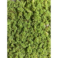 Azolla [ fairy moss / mosquito ferns / azolla microphylla / azola floating plant / kiambang / aquati