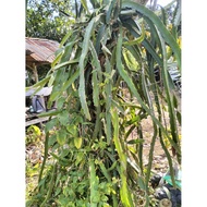 Pokok buah naga kampung (3 keratan)