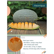 500seeds Rock Melon Haomigua ( F1 Hybrid Melon Seeds)