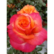 Pokok Bunga Rose Mix (Kampung + English Rose)