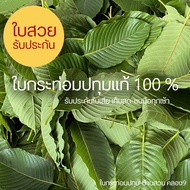 ใบกระท่อม (Kratom) กระท่อมสวนลุงชาญ ปทุมธานี-คลองเก้า รับประกันสด ชนมือทุกเช้า ขนาด 1 กิโลกรัม