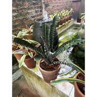 bromeliad aec chantini (zebra)