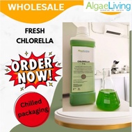 (WHOLESALE) Algae Living ALCV Fresh Chlorella Vulgaris Green Water For Aquaculture