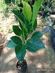 bibit nangka mini super genjah || bibit nangka mini okulasi || bibit nangka mini terlaris