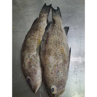 Fresh Frozen Flower Grouper