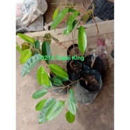 D214 ANAK POKOK DURIAN TUPAI KING