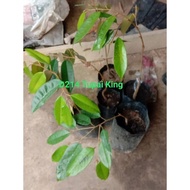 D214 ANAK POKOK DURIAN TUPAI KING