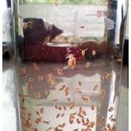 Daphnia Magna/Kutu air (Starter only)