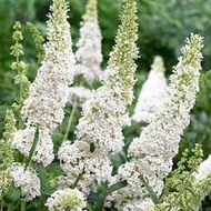 [ REAL LIVE ] ANAK BENIH POKOK BUNGA WHITE BUTTERFLY BUSH