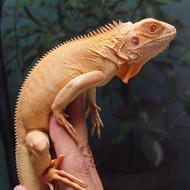 Red albino iguana 65cm jantan