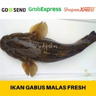 Ikan Gabus Malas Fresh