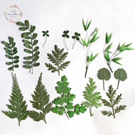 Green leaf pressed leaves bet flower dried flower artemisinin grass bamboo oatshell