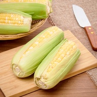 RedMart Bi-Colour Sweet Corn 2s