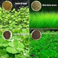 Benih rumput akuarium - Aquarium Grass Aquatic Plant Seeds - Aquascape - Ready Stock