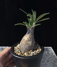 產地 象牙宮（Pachypodium rosulatum var. gracilius）