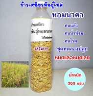 พันธุ์ข้าวหอมนาคาข้าวเหนียวพันธุ์ใหม่ ชุดทดลองปลูกหรือขยายมีนำนวนจำกัด