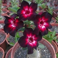 New 5pcs/bag  Adenium Obesum Seeds Desert Rose Rare Thailand Flower Seeds for Home Garden