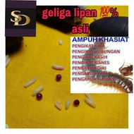 Geliga Lipan Bara (Asli)