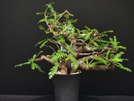 Boswellia neglecta 尼哥乳香