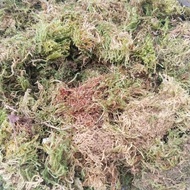 Moss, Dried Moss 50 grams sphagnum moss decorative for your garden dry