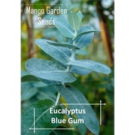 Blue Gum Eucalyptus Seeds - 4 Seed *Pot Friendly* Tanam Pasu, Globulus 尤加利叶种子, 桉树 - Mango Garden Seeds