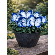 5 Biji Benih Rare Keladi Blue Sliver Caladium Begonia Seed - 5 Seed