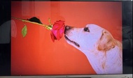 LG 55” 3D smart FHD電視機