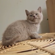 kucing british shorthair betina lilac kitten